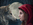 red riding hood and wolf by Lisa parker