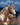 skewbald horses by Lisa parker